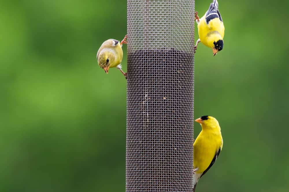 5 ways to Attract Goldfinches to Backyard Feeder [w/Pics]